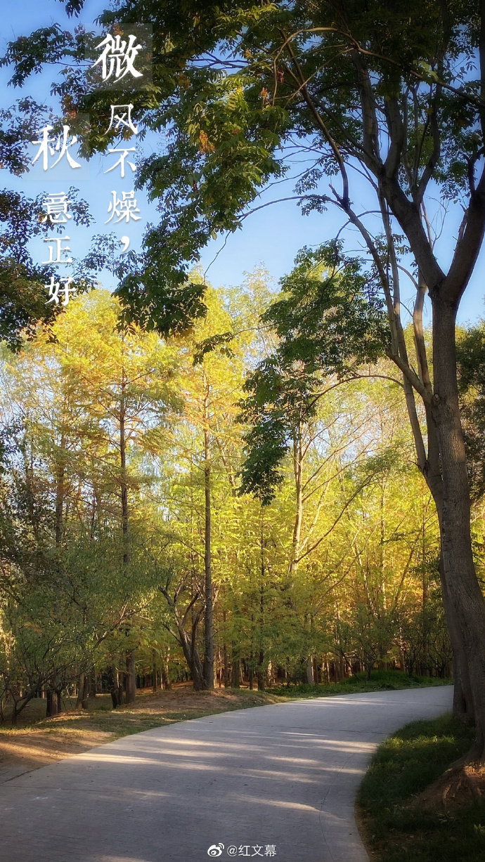 秋风萧瑟,层林尽染,在南京中山陵园风景区发现初到的秋意