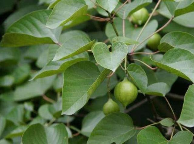 农村中这种黑色的野果,卖得很贵却不能吃,你们有认识的吗?