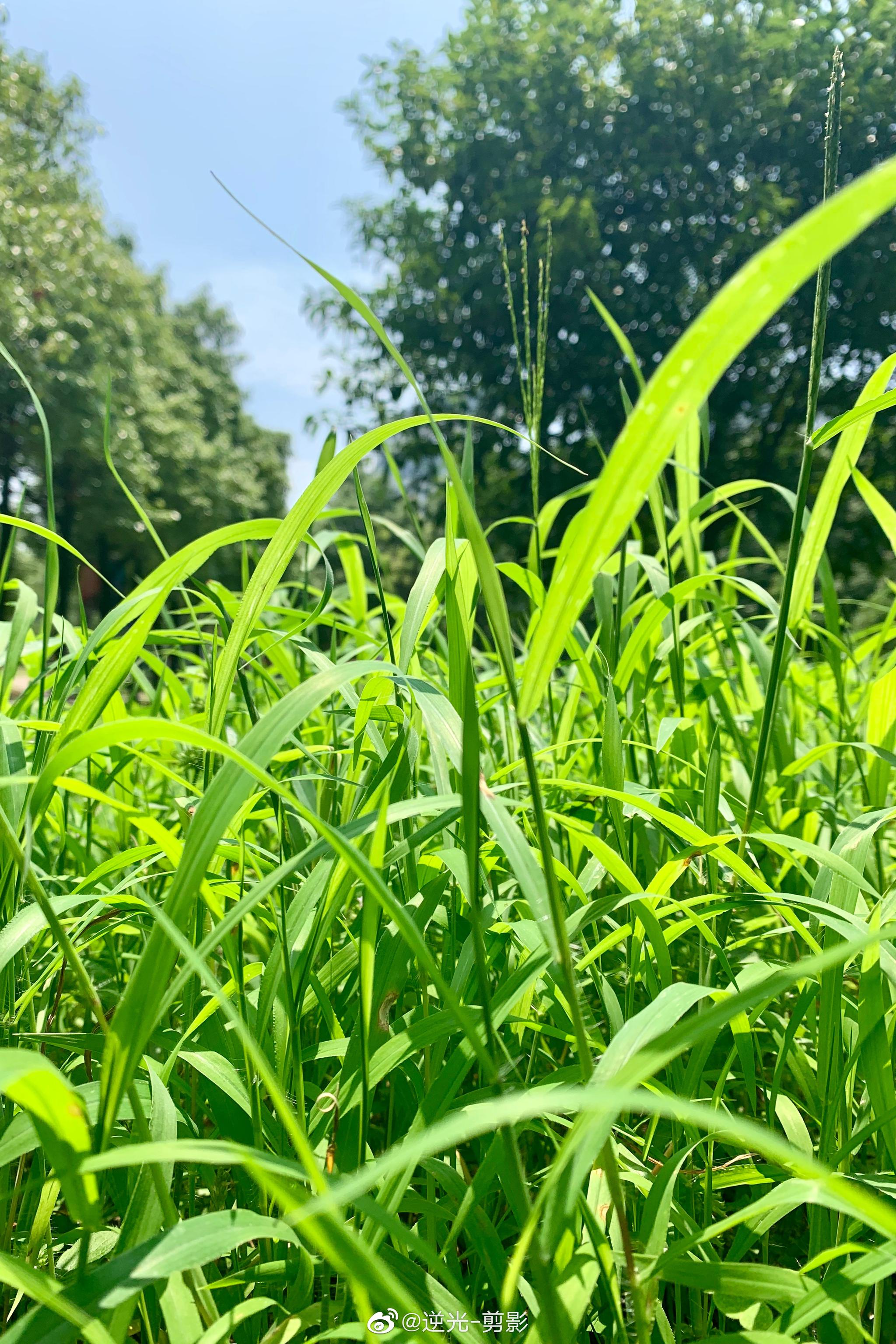 炎热但是好看的夏天最近喜欢原图色