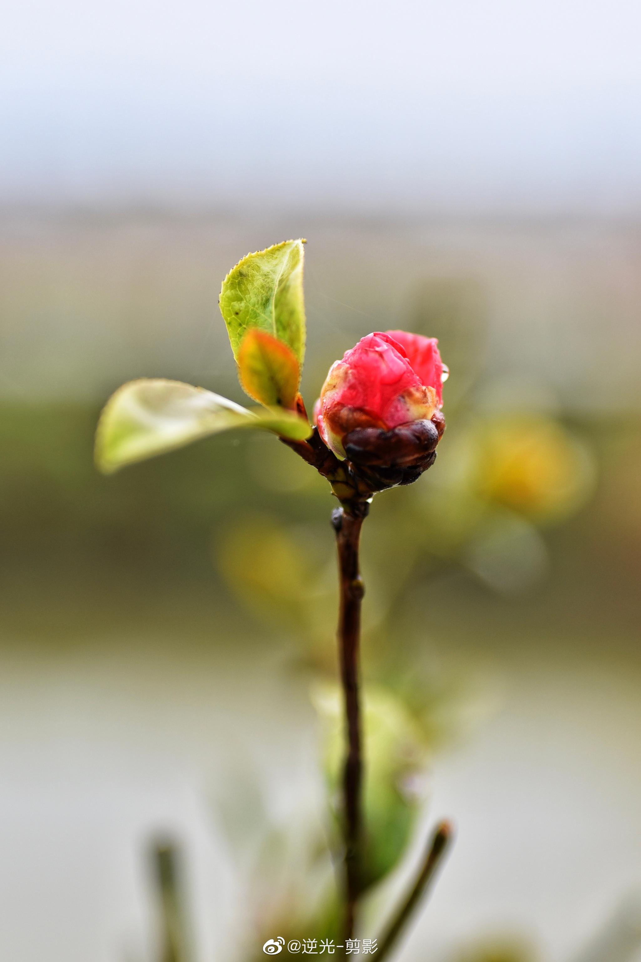 花开不是一瞬间,从含苞待放到成功盛开,五天,我蹲到了山茶花开_高清
