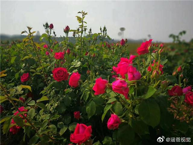 楚雄锦昇玫瑰庄园图片