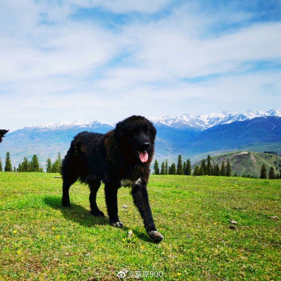 在新疆伊犁,金莲花盛开的季节,遇见醉美的草原