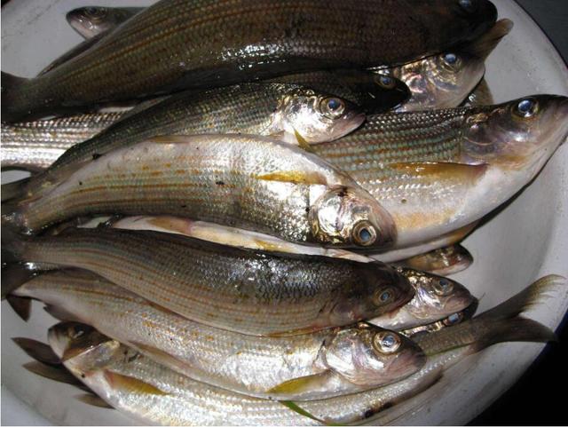 油炸鲻鱼,味道鲜美,香醇而不腻,营养丰富,蛋白质含量达22%!