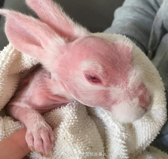澳大利亚一只兔子因为有罕见的基因缺陷,从出生就没有毛