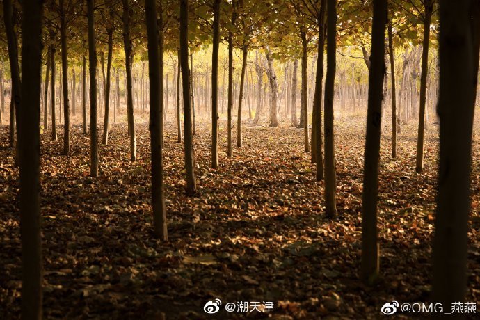 《天津摄影地图》之刘园苗圃