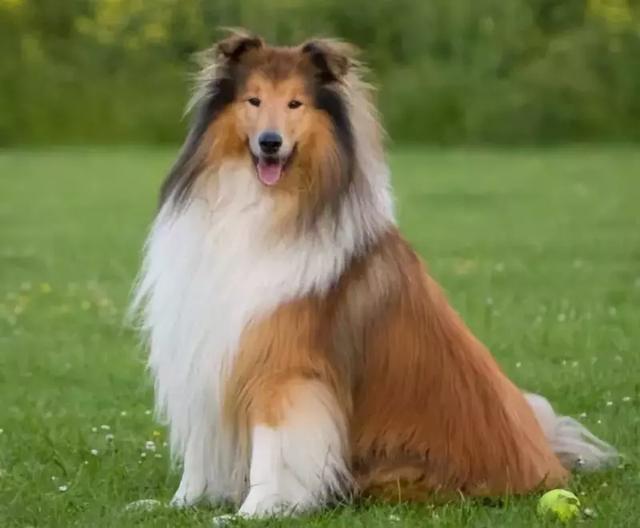 犬类智商排行榜Top50，看看你家狗狗排第几？|猎犬|犬种|牧羊犬_新浪新闻