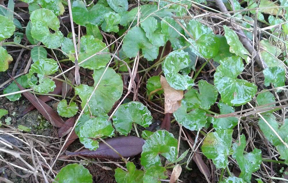 人称崩大碗曾是穷苦人的救命草如今12元一斤成养生良方