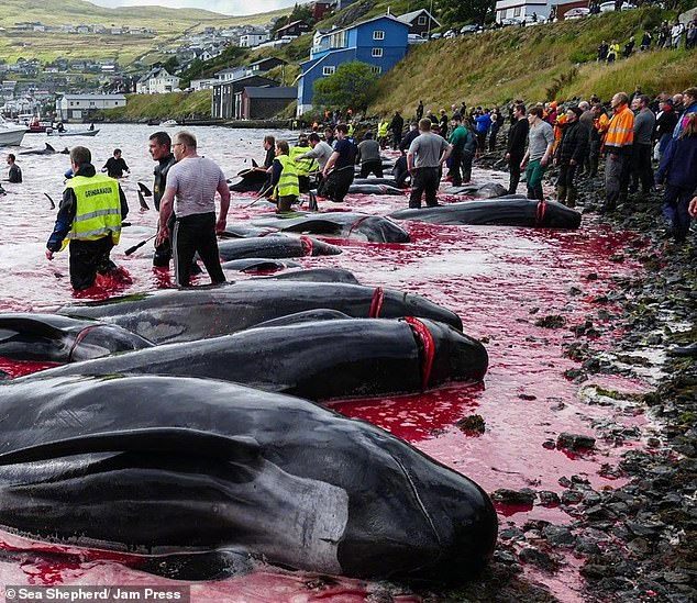 鲸鱼被杀的图片图片