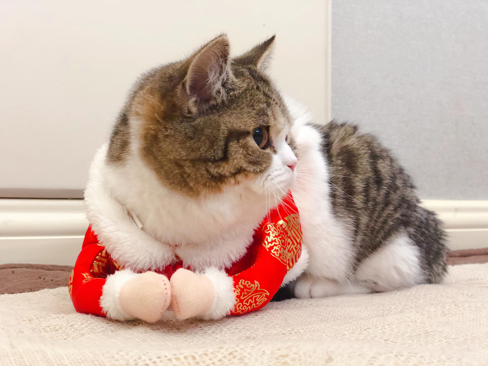 大年初五送穷神接财神招财猫恭喜大家发财发财红包给一个吗