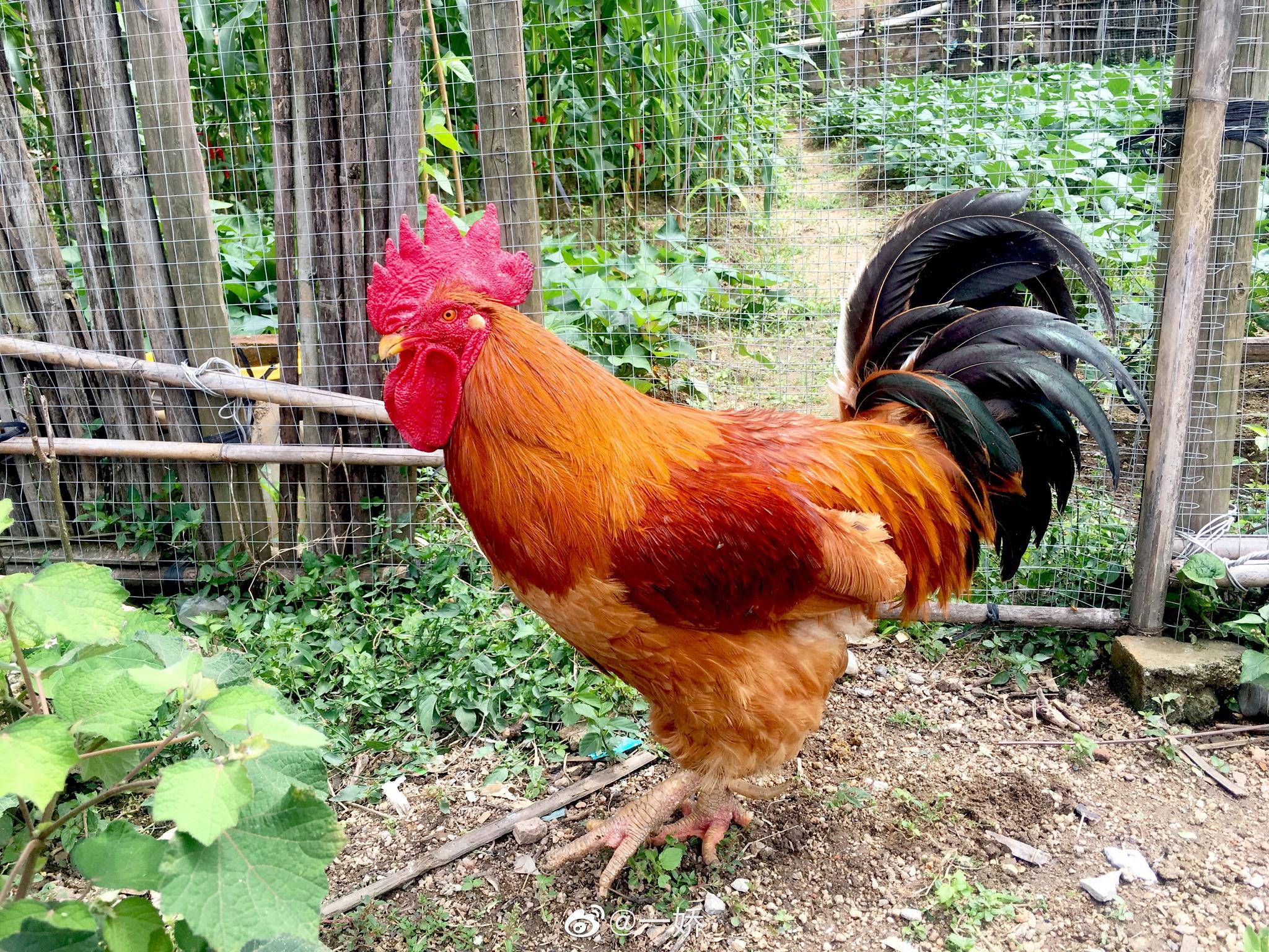 大公鸡,向日葵,李子,蕨菜,牛,桃金娘花等等 67村里的房子大多数没人