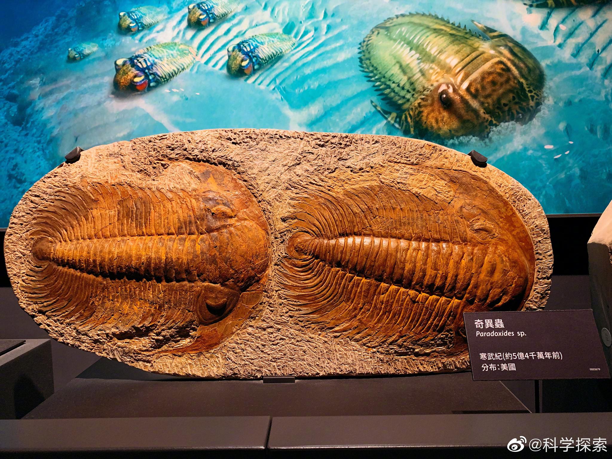 海马是鱼吗为什么 史前鱼和现代鱼有啥区别