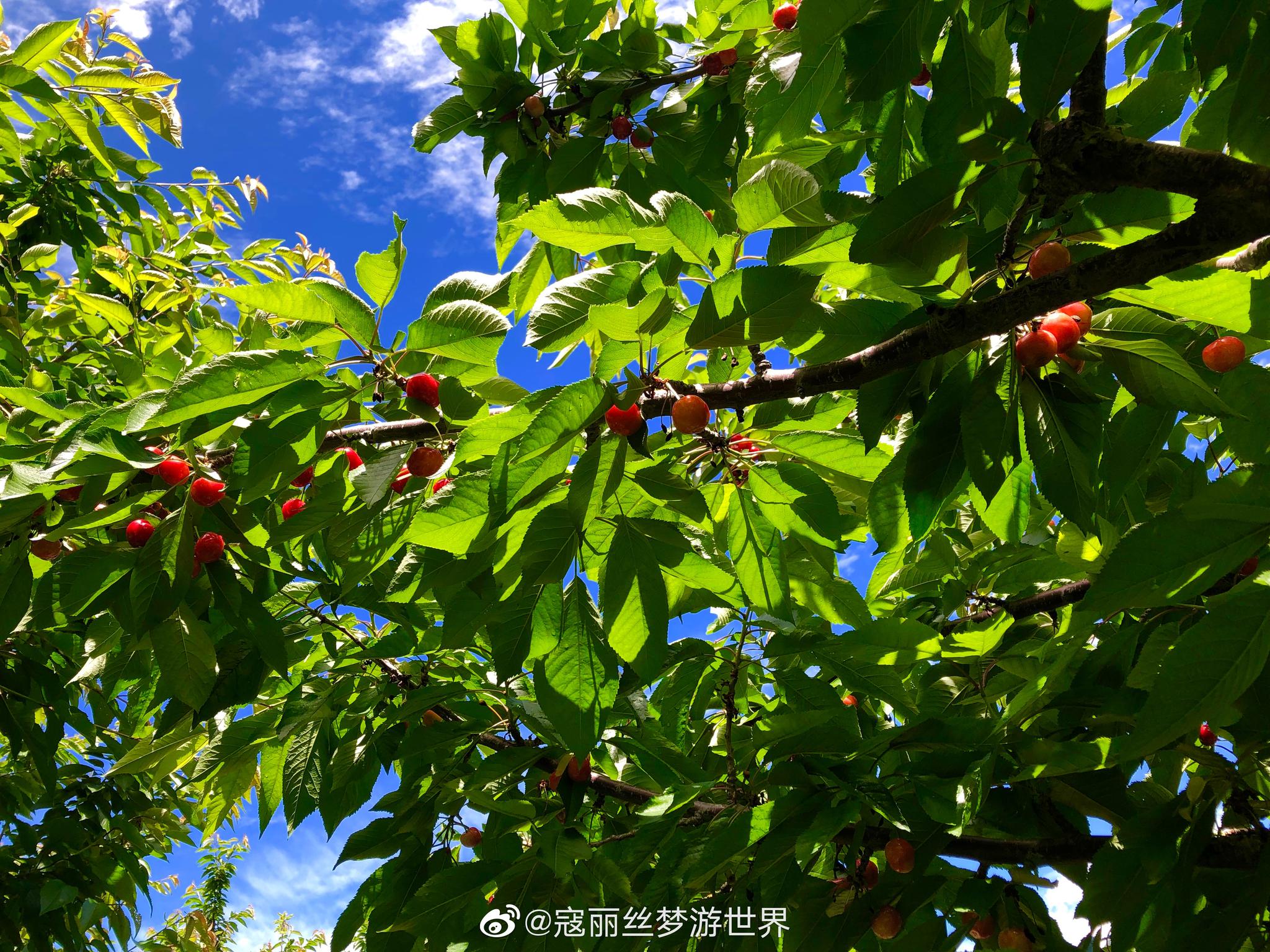 整个山头都是车厘子树在理县实现车厘子自由