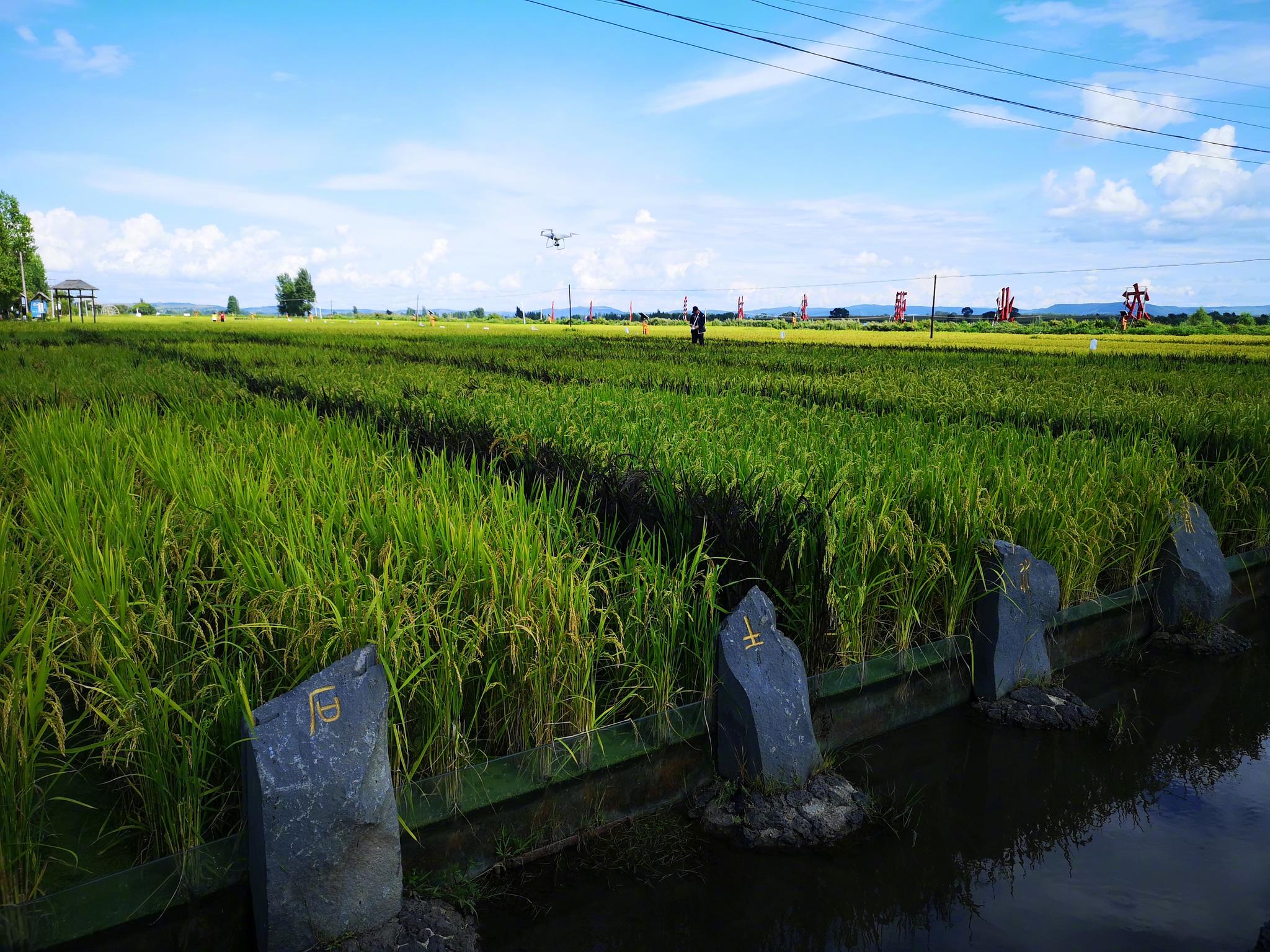 牡丹江宁安响水大米的玄武岩稻田示范田