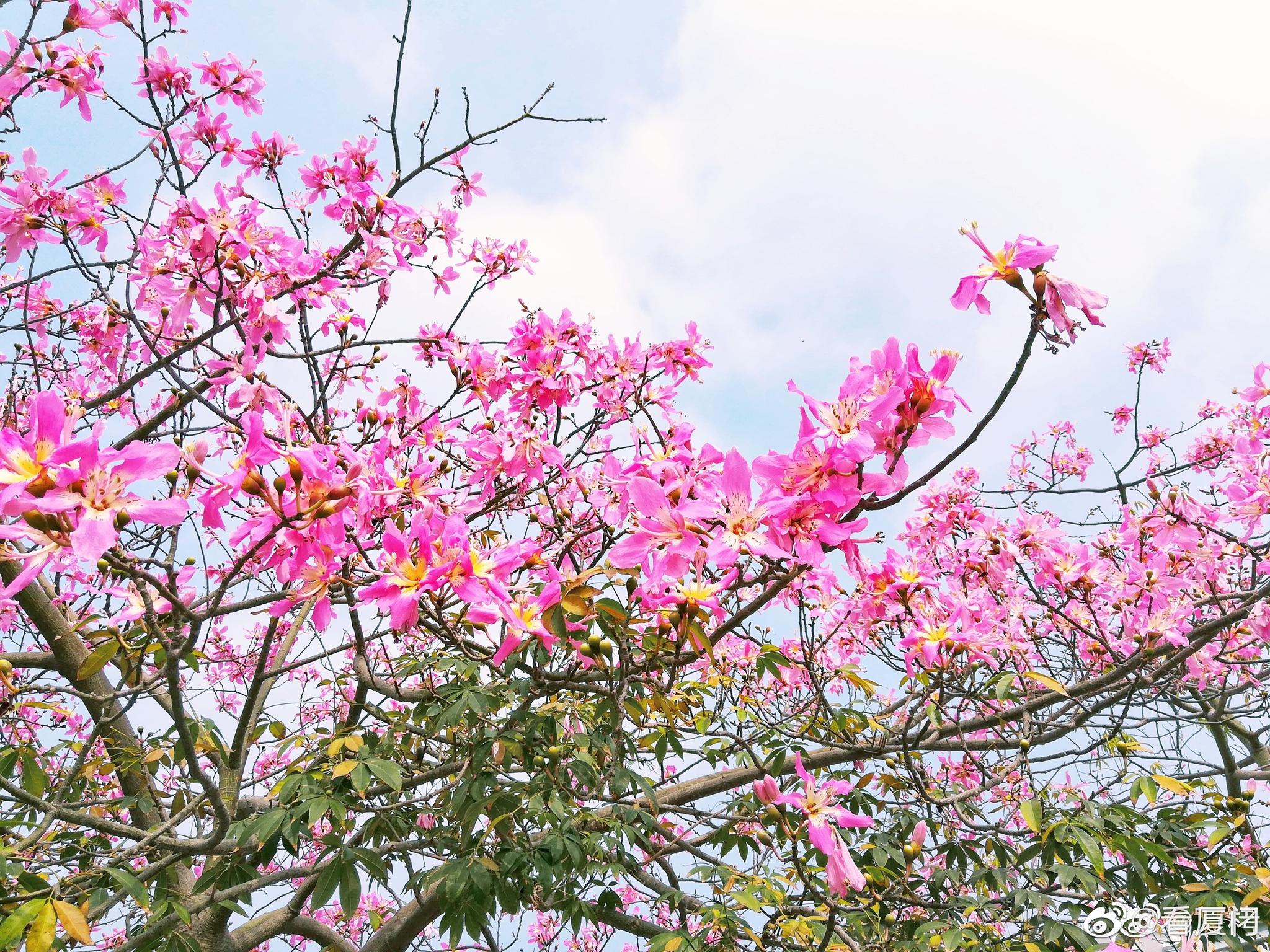 颜值爆表美丽异木棉花开的季节 厦门大学满树繁花 你看到了吗