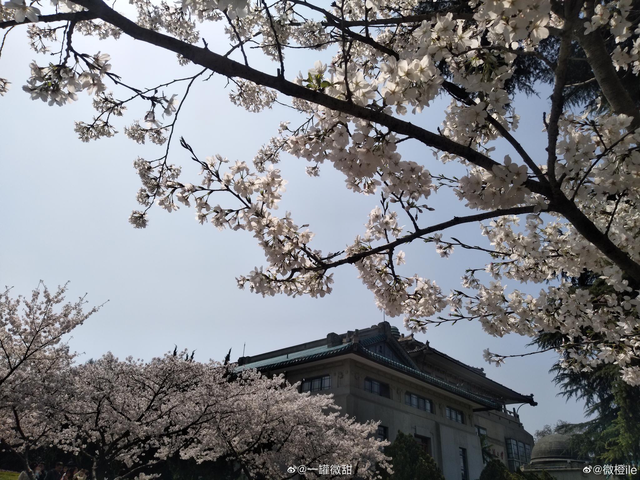 武大樱花_武大樱花最新消息,新闻,图片,视频_聚合阅读_新浪网