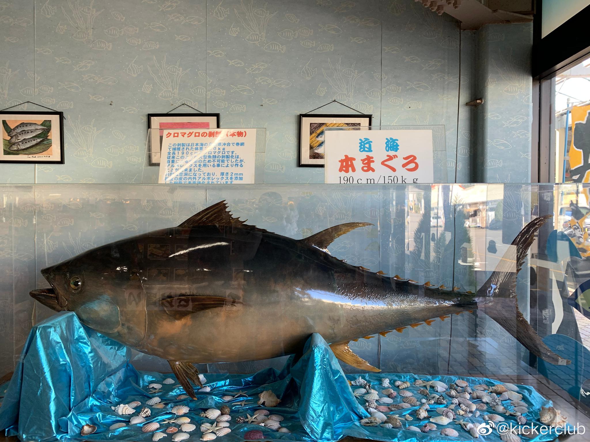 在日本的午餐时间 他们一行人逛了一个本地鱼市 烧津鱼市场 在日本的午餐时间 他们一行人逛了一个本地鱼市 烧津鱼市场