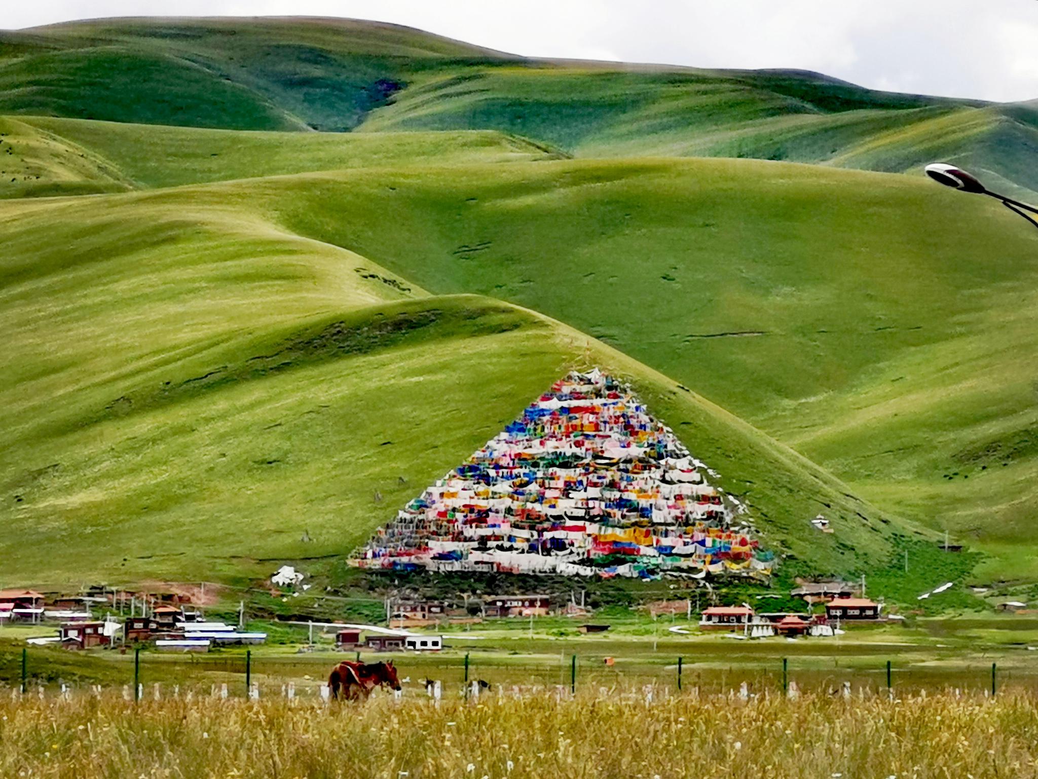 甘孜县炉霍宗塔草原,现在刚刚建设完成.正是百花争艳争奇之季