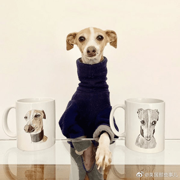 意大利灵缇犬Margaret，由内到外的优雅范儿|灵缇犬|衣服架|范儿_新浪新闻