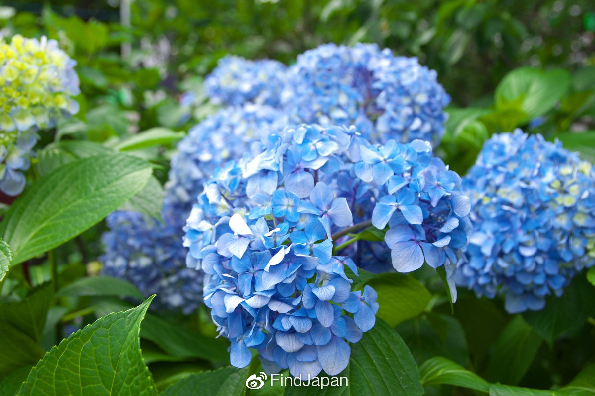 没有一种花比紫阳花更配梅雨季