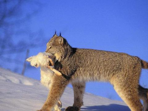 猞猁为什么在冬天最开心 因为它们的天敌一个下山, 一个冬眠