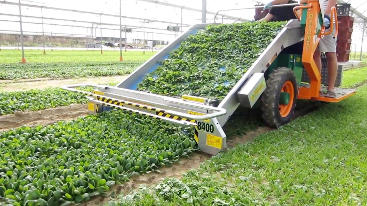 牛人发明蔬菜收割机,断根清洗装箱一次完成,看得我热血沸腾