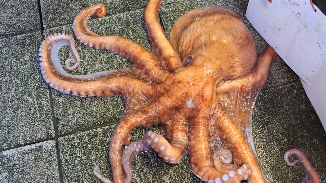 当章鱼遇到日本厨师,被日本厨师活切做成刺身,真是头一次见