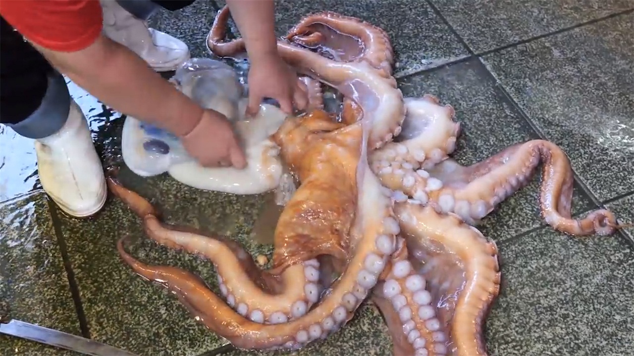 当章鱼遇到日本厨师,被日本厨师活切做成刺身,真是头一次见