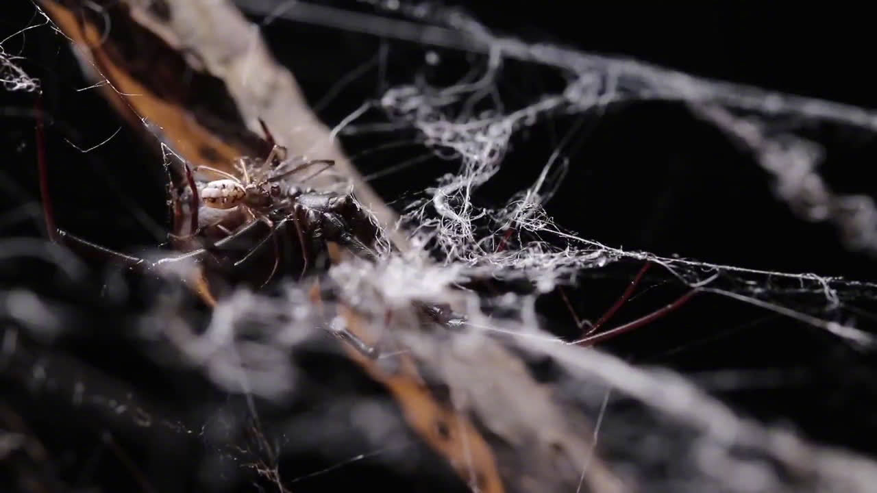 黑寡妇的名声很可怕,雌性黑寡妇蜘蛛在交配完成后会吃掉雄性