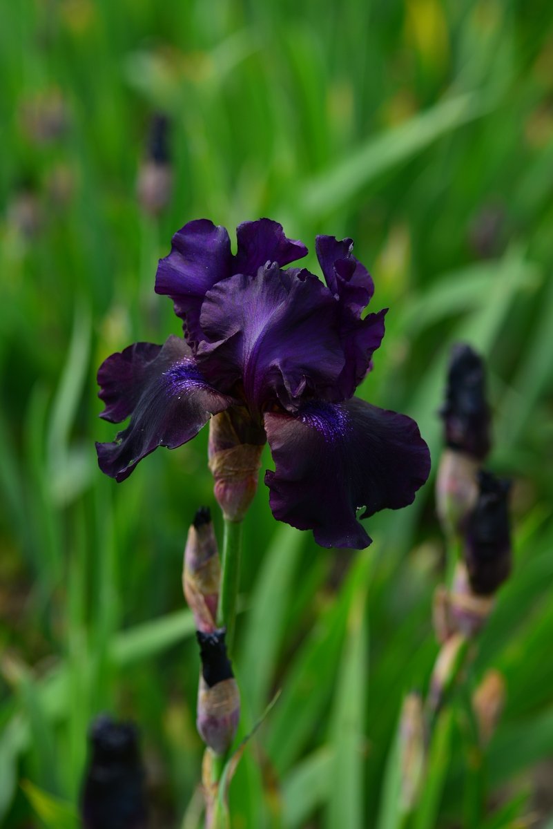 开黑色花的守夜者(night ruler)一出,秒杀其他品种的德国鸢尾|德国