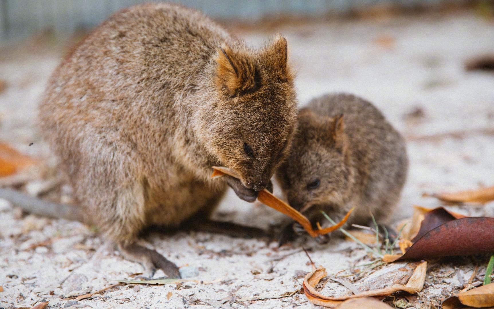 罗特尼斯岛丨珀斯岛上的原住民短尾矮袋鼠尤其可爱