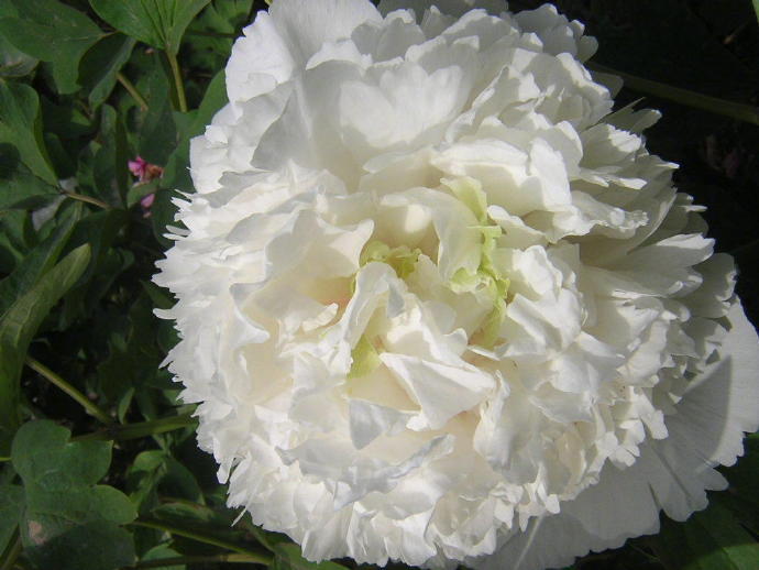 昆山夜光|昆山|白牡丹|月光下_新浪新闻