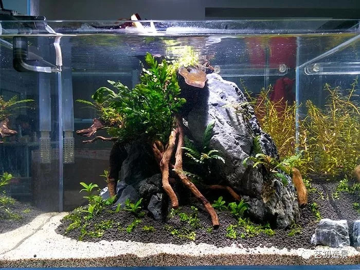 南美网友ayzy989办公室45小缸