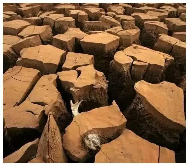 非洲这种鱼没水了就睡觉,一觉睡五年,给一滴水就能活了