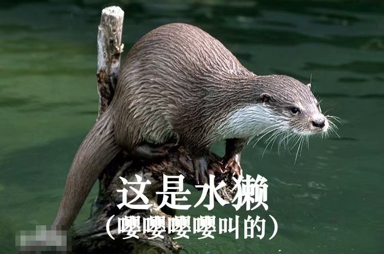 树懒,水獭,海獭你分清楚了吗?|树懒|海獭|水獭_新浪新闻