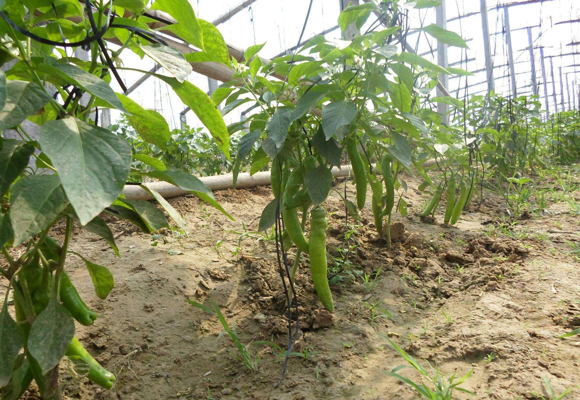 辣椒怎么种植,才能长势好结果多?看看有经验的老农是如何做的