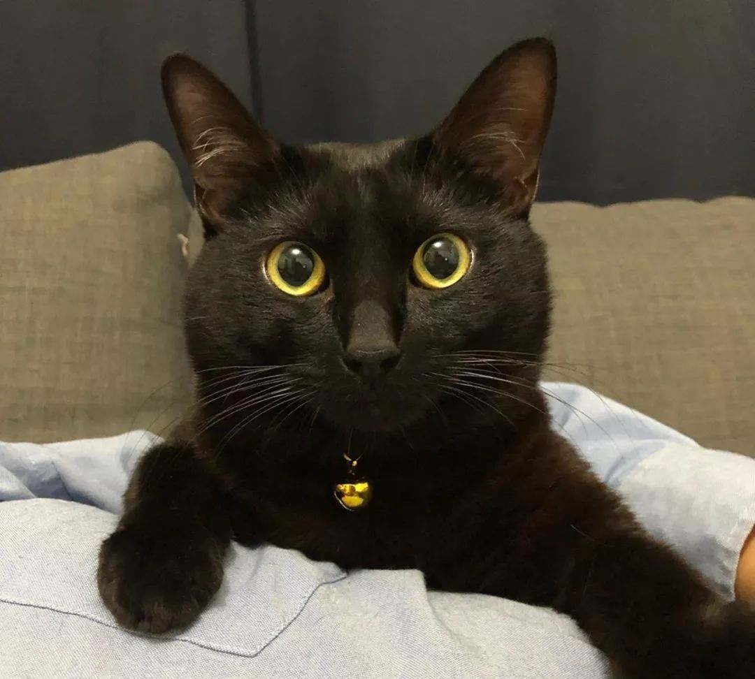 金宵大厦黑猫靓宝出生名种却无人领养演技好成为明星猫