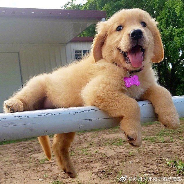 治愈系的笑容,无法抵抗.ins:goldenretrievers