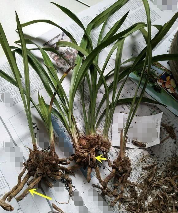 兰花空根别直接剪掉把外面的枯皮捋一捋浇点水兰花挤满盆