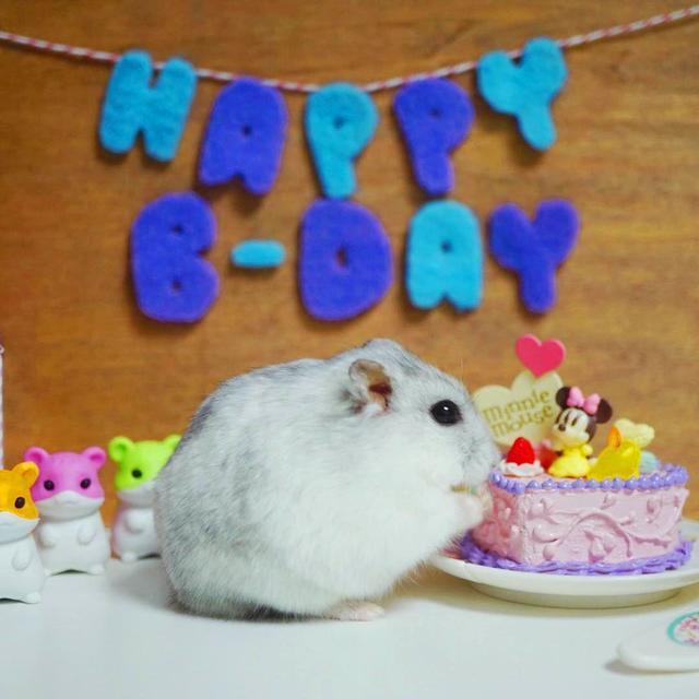 仓鼠过生日,主人精心准备迷你蛋糕,可仓鼠一点没吃还生气了