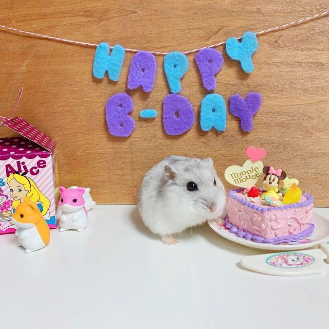 仓鼠过生日,主人精心准备迷你蛋糕,可仓鼠一点没吃还生气了