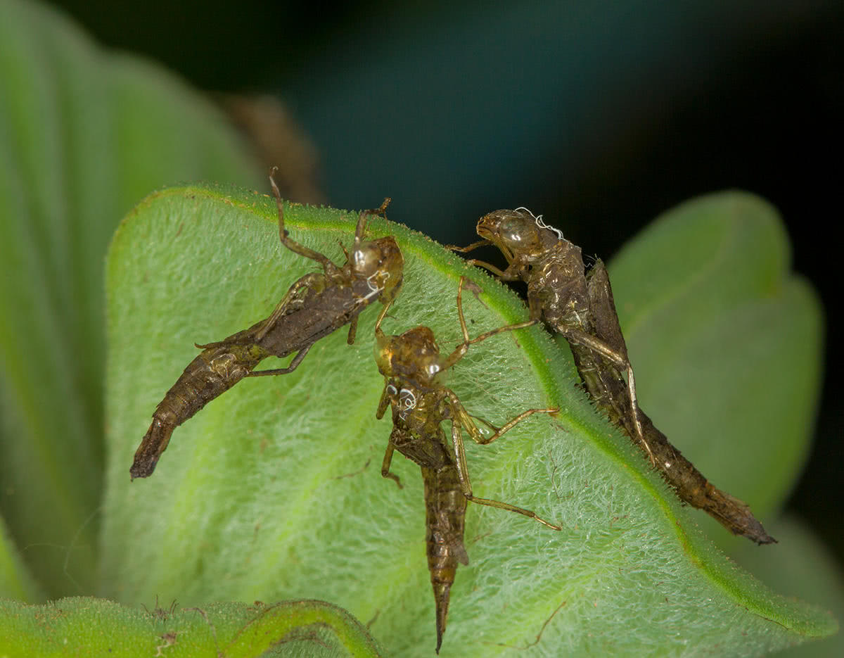 8年才能长大,却被人们当成美食大量捕捉|蚊子|昆虫|蜻蜓_新浪新闻