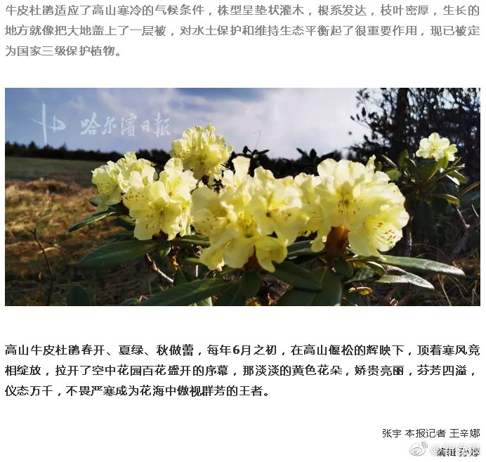 风里雨里 凤凰山的杜鹃花在等你 风里雨里 凤凰山的杜鹃花在等你