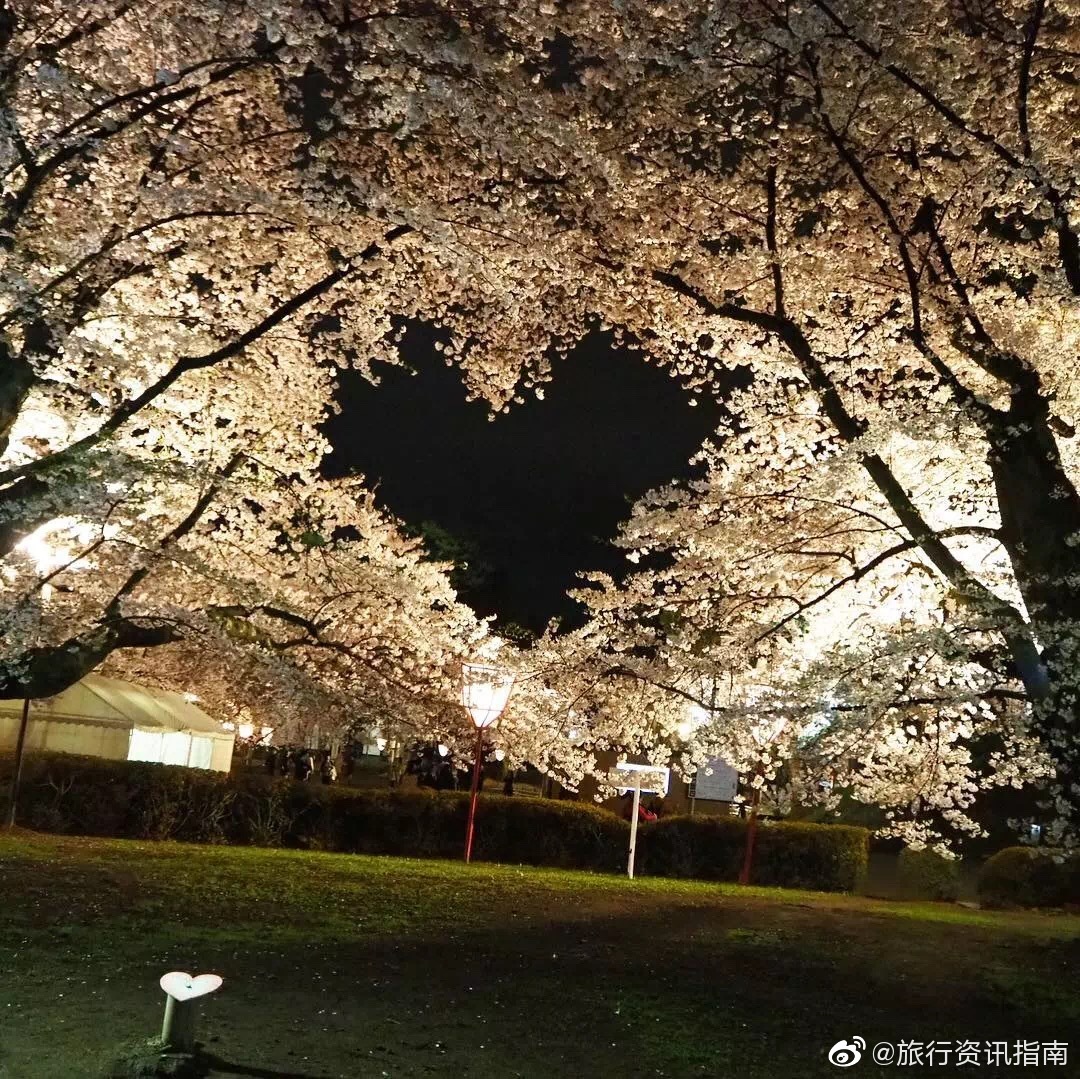 赏个樱都是爱你的形状!这里的樱花树长成了爱心模样
