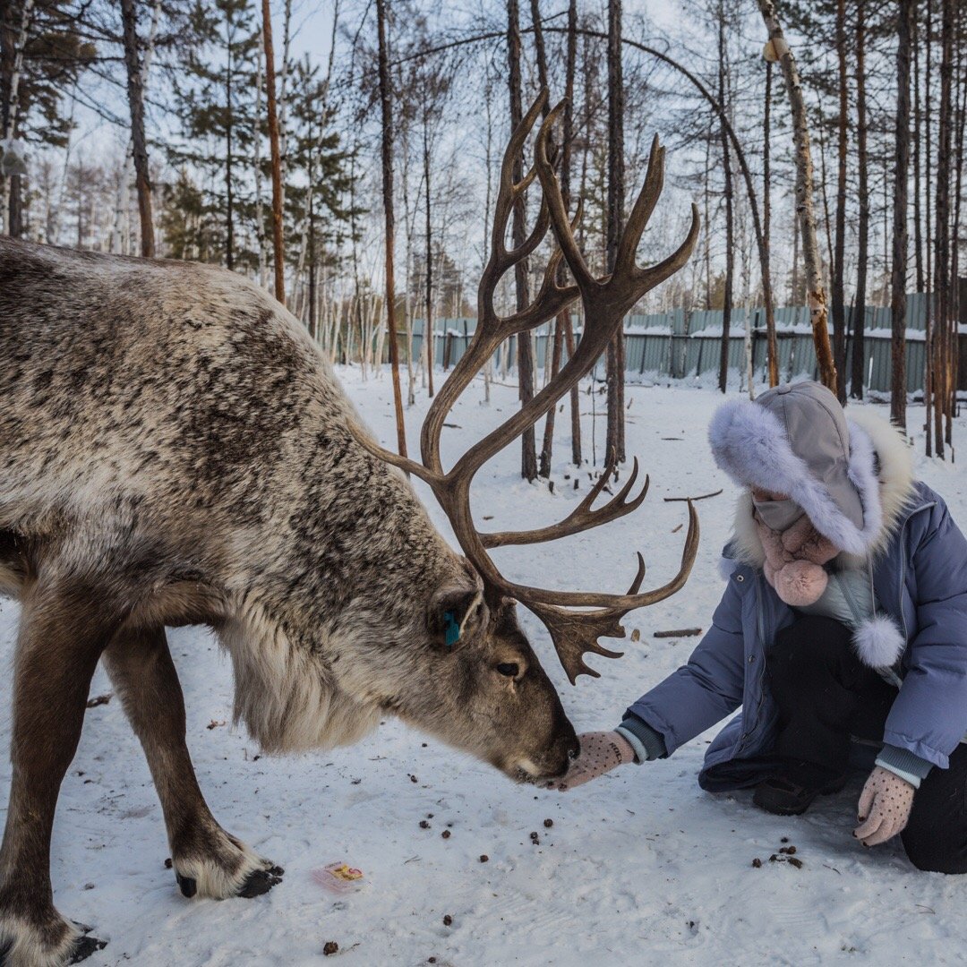 鄂温克族驯鹿04森林里的灵物