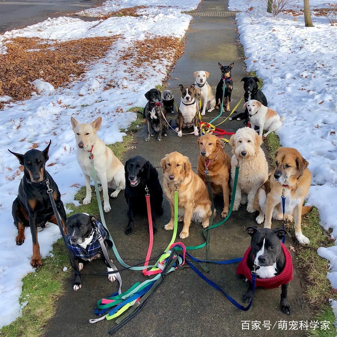 最强遛狗人:一次过遛约20条狗狗,遛狗大合照看傻网友
