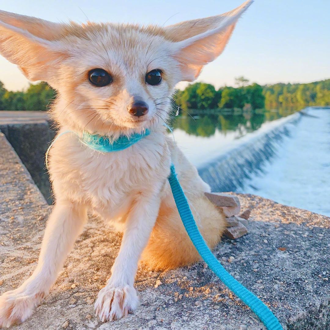 耳廓狐granny看起来很聪明的亚子看看就好了哈不能养滴