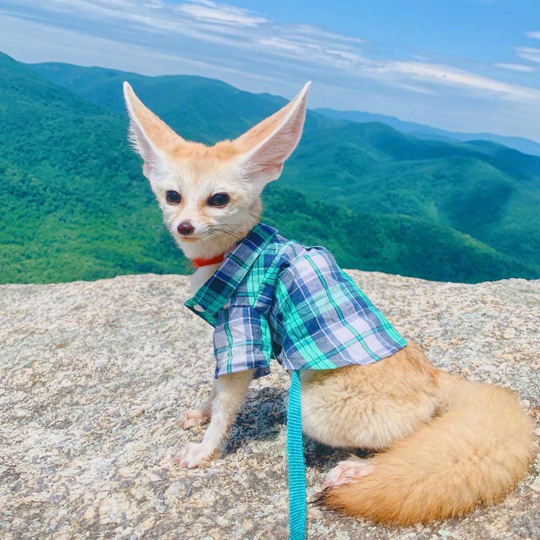 耳廓狐granny看起来很聪明的亚子看看就好了哈不能养滴