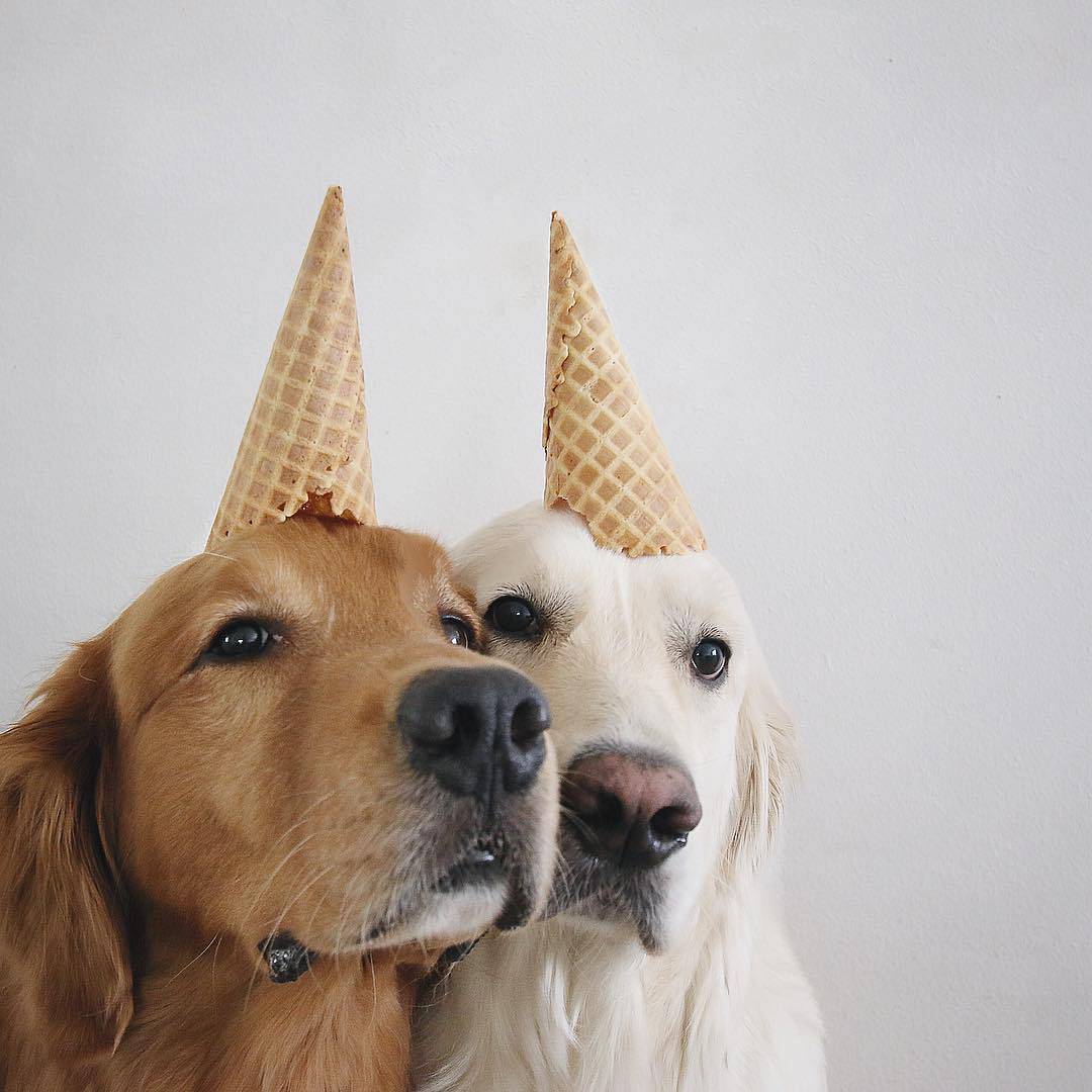 猫狗双全的"大户人家"的甜蜜日常 | 摄影人:wat.ki