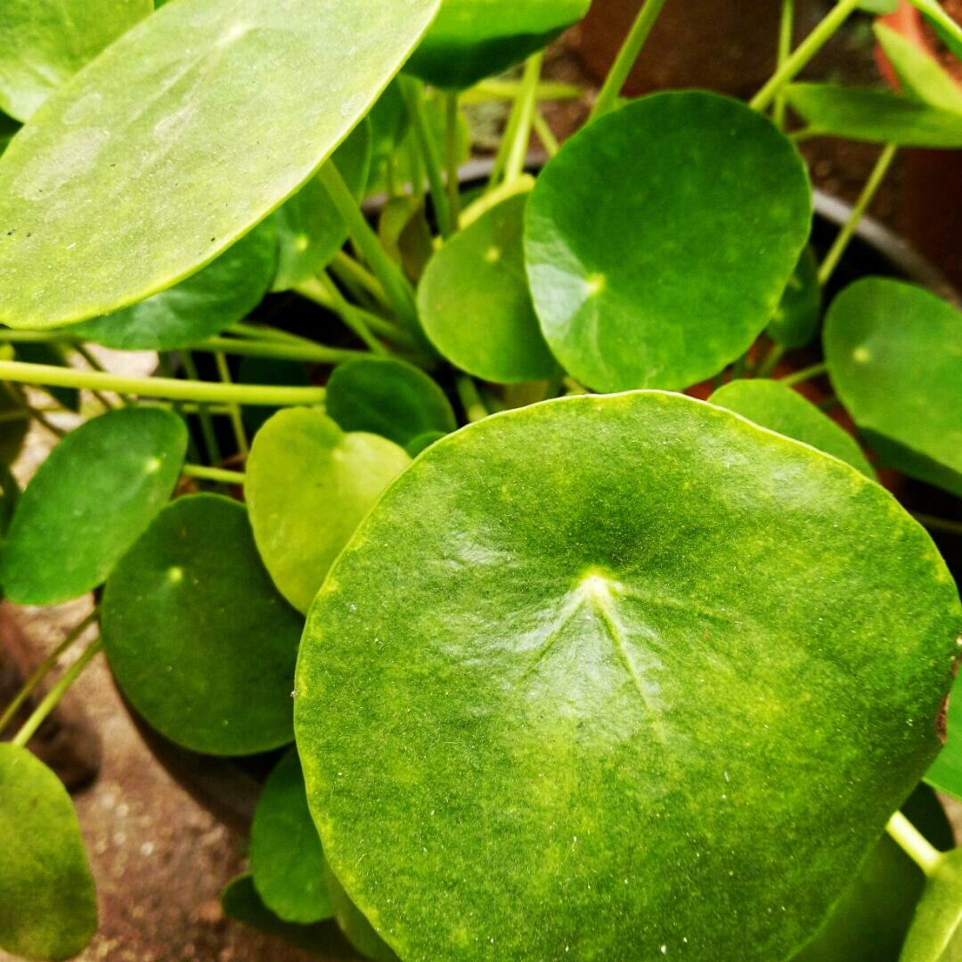 难怪吴文英说:"爱绿叶翠圆,胜看花好",这圆圆的叶子真的很好看