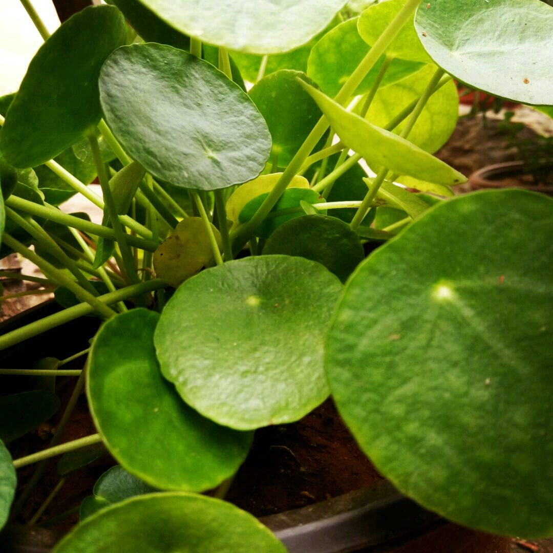 难怪吴文英说:"爱绿叶翠圆,胜看花好",这圆圆的叶子真的很好看